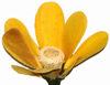 tige decorative : Art Floral tige deco