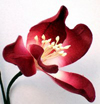 nos modèles fleurs d'écoratives artificielles 100 % naturelles tige deco