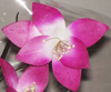 nos modèles fleurs d'écoratives artificielles 100 % naturelles tige deco