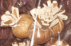 nos modèles fleurs d'écoratives artificielles 100 % naturelles tige deco