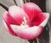 nos modèles fleurs d'écoratives artificielles 100 % naturelles tige deco