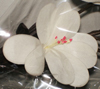 nos modèles fleurs d'écoratives artificielles 100 % naturelles tige deco