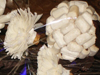 nos modèles fleurs d'écoratives artificielles 100 % naturelles tige deco
