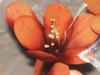 nos modèles fleurs d'écoratives artificielles 100 % naturelles tige deco