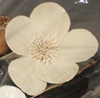 nos modèles fleurs d'écoratives artificielles 100 % naturelles tige deco