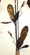 tige decorative : Art Floral tige deco