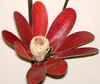 decorative floral stem