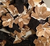 tige decorative : Art Floral bouquet tige florale decorative