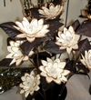 nos modèles bouquets tige florale décorative bouquet tige florale decorative