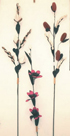 decorative floral stem