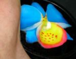 fleur savon parfum