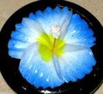 fleur savon