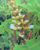 Acanthus ebracteatus - Medicinal herbs for massage compress Spas Baths & Specialized Institute