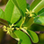 Cryptolepis buchanani - Medicinal herbs for massage compress Spas Baths & Specialized Institute