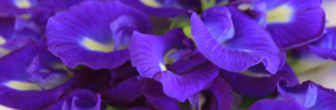 FLOWER INFUSION Butterfly Pea