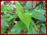 Curcuma Aromatica Salisb - Medicinal herbs for massage compress Spas Baths & Specialized Institute