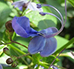 FLOWER INFUSION Butterfly Pea