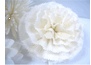 Fleurs diffuseurs Parfums 
