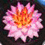 Fleur Decoration artificielle