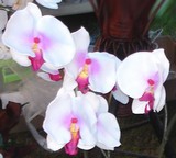 artificial composed orchid home decor