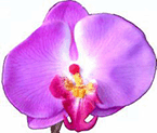 orchidee artificielle