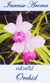 Fragrance Stick and Cone Incense Burner - Orchid Incense Aroma