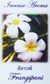 Fragrance Stick and Cone Incense Burner - Frangipani Incense Aroma