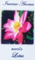 Fragrance Stick and Cone Incense Burner - Lotus Incense Aroma