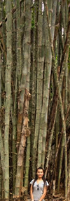Bamboo accessory