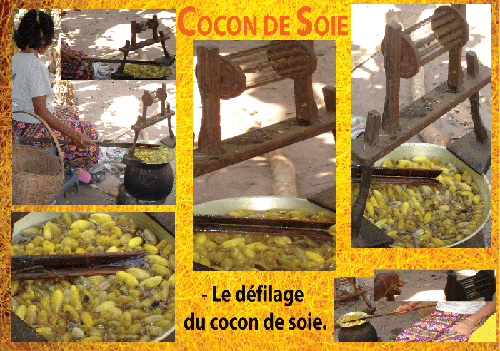 silk cocoon