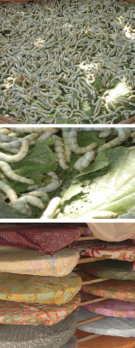 Silkworms rearing