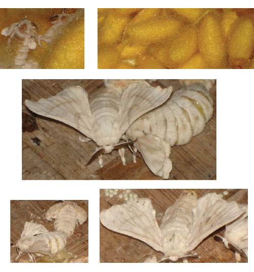 Reproduction silkworms