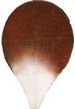 brown_white