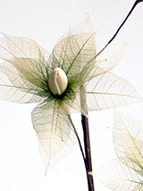 Composition Florale à partir de feuilles d'hévéa filigrane et teintées