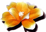 Composition Florale nature